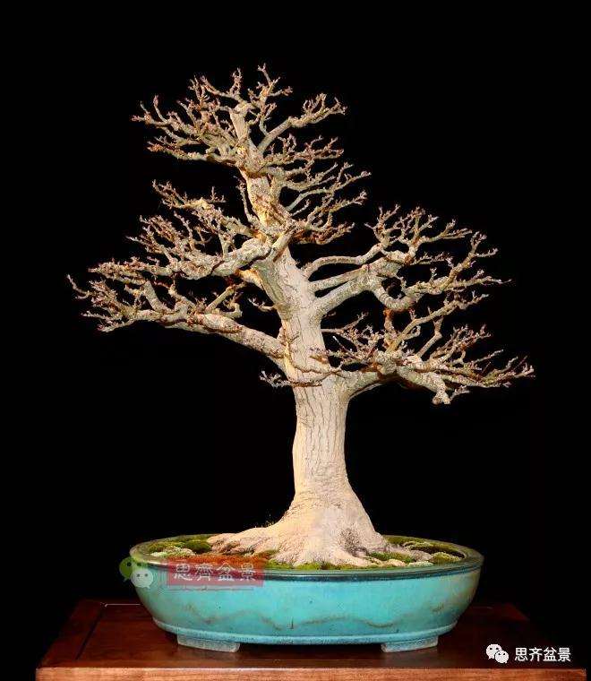 狮子头盆景怎么翻盆的方法