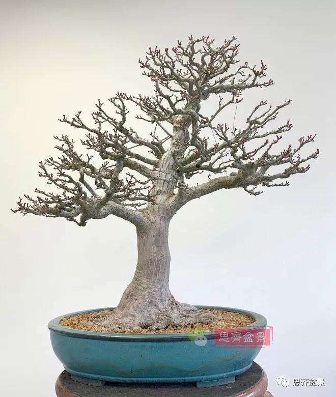 狮子头盆景怎么翻盆的方法