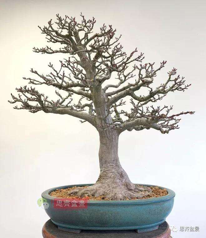 狮子头盆景怎么翻盆的方法