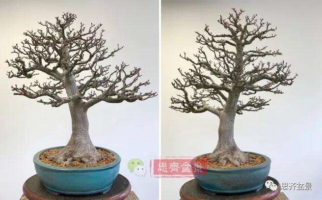 狮子头盆景怎么翻盆的方法