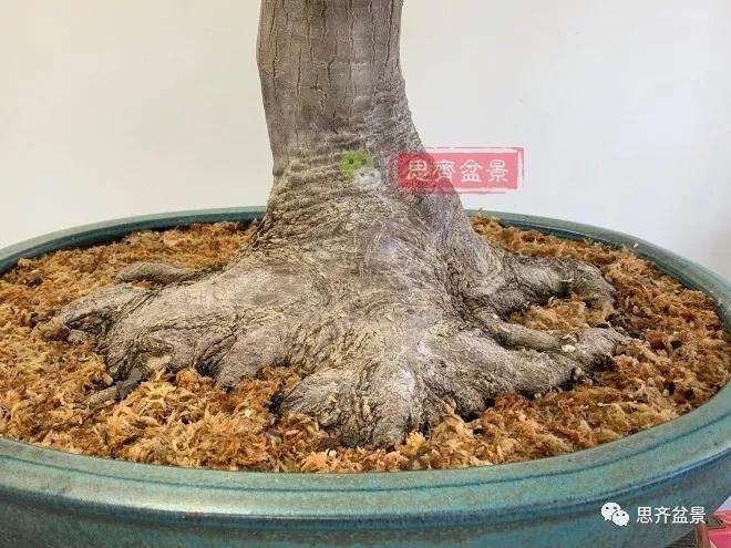 狮子头盆景怎么翻盆的方法