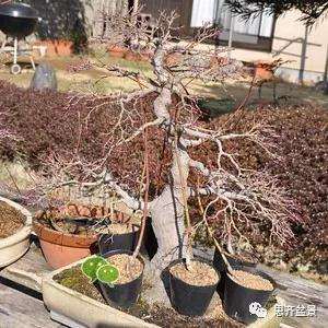 红枫盆景怎么移植穿接的方法