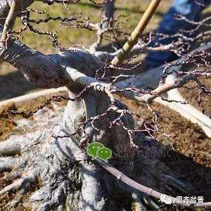 红枫盆景怎么移植穿接的方法