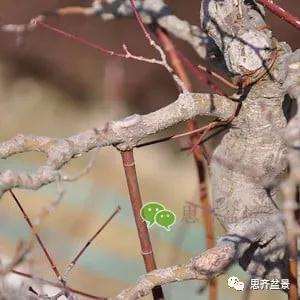 红枫盆景怎么移植穿接的方法