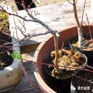 红枫盆景怎么移植穿接的方法