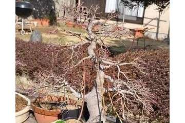 图解 红枫盆景怎么移植穿接的方法