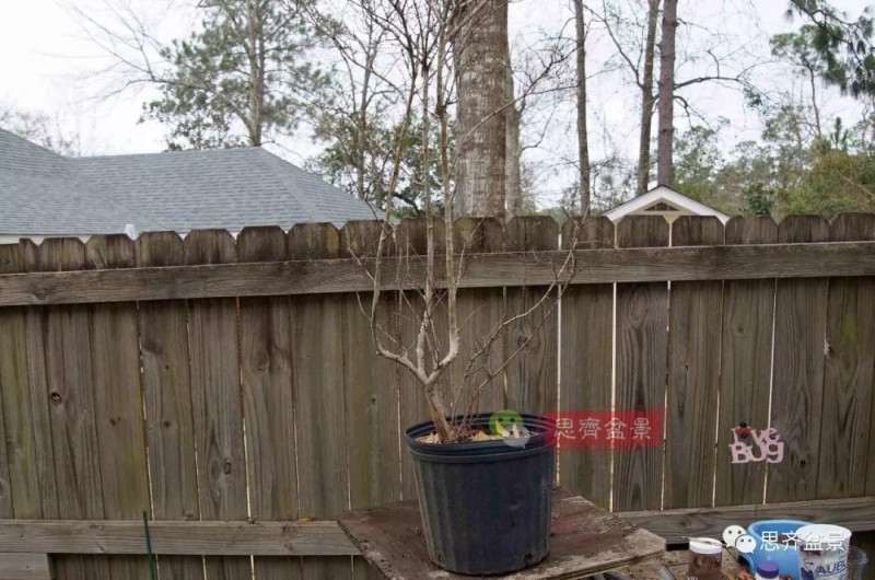 紫薇下山桩怎么根盘培养的方法