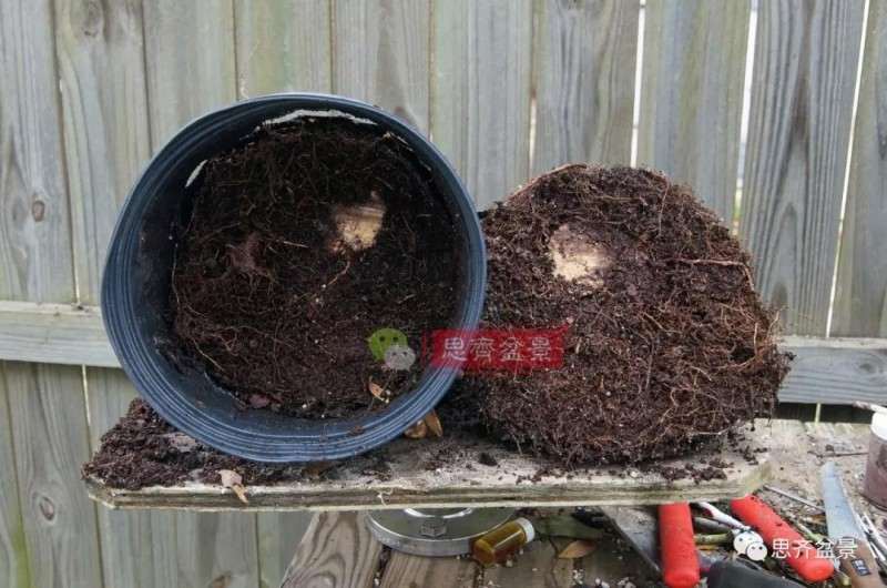 紫薇下山桩怎么根盘培养的方法