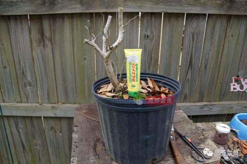 紫薇下山桩怎么根盘培养的方法