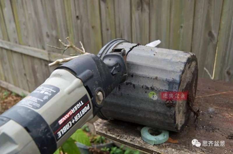 紫薇下山桩怎么根盘培养的方法