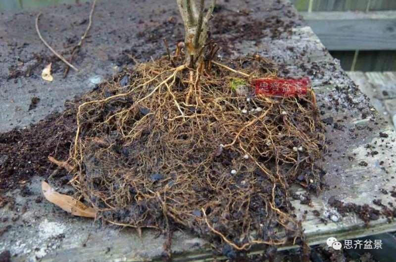 紫薇下山桩怎么根盘培养的方法