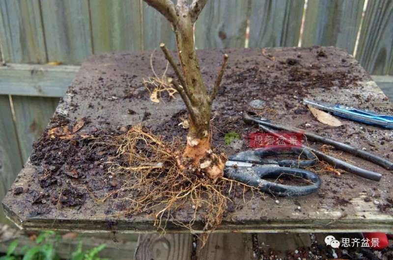 紫薇下山桩怎么根盘培养的方法