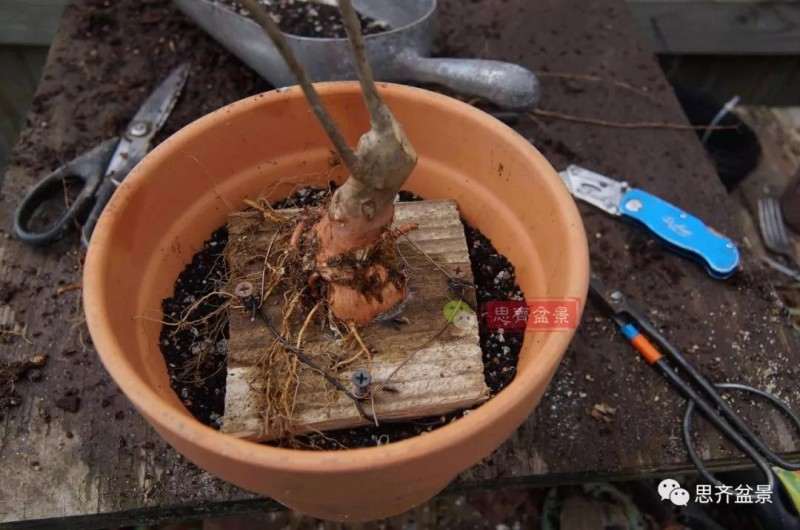 紫薇下山桩怎么根盘培养的方法