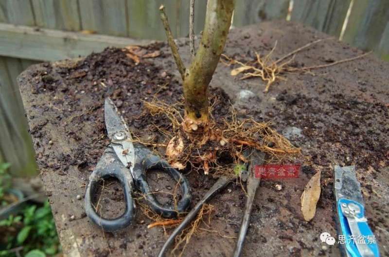 紫薇下山桩怎么根盘培养的方法