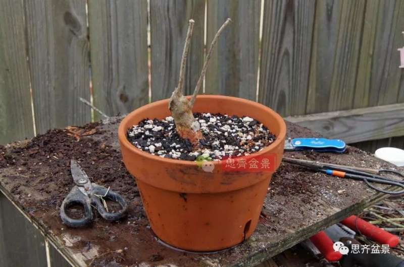 紫薇下山桩怎么根盘培养的方法