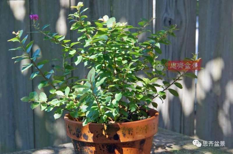 紫薇下山桩怎么根盘培养的方法