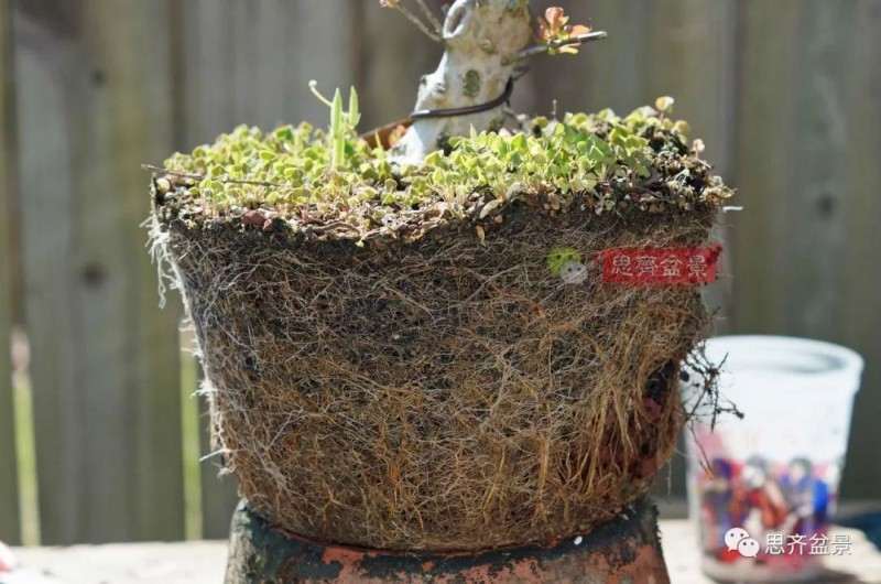 紫薇下山桩怎么根盘培养的方法