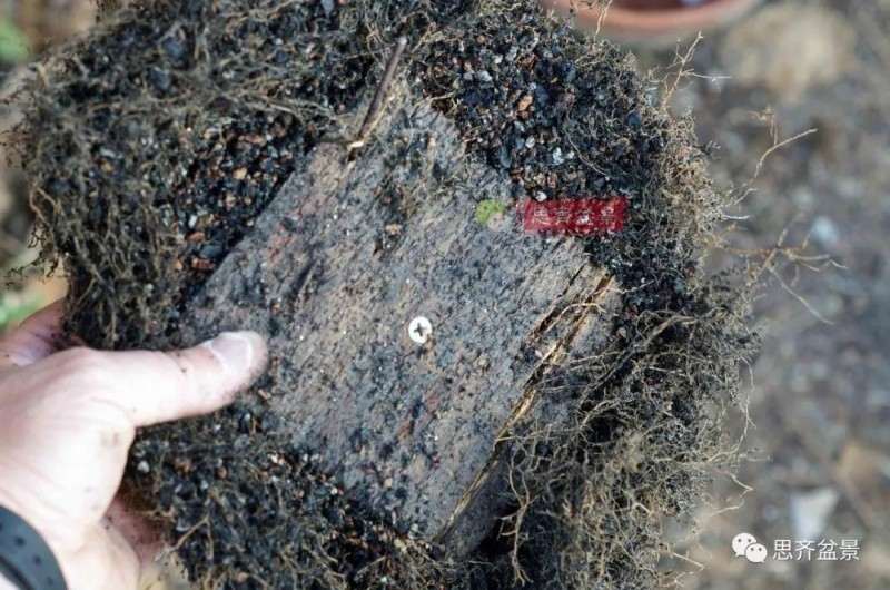 紫薇下山桩怎么根盘培养的方法