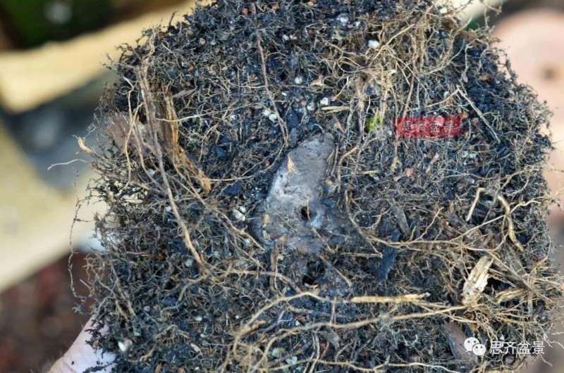 紫薇下山桩怎么根盘培养的方法