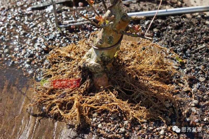 紫薇下山桩怎么根盘培养的方法