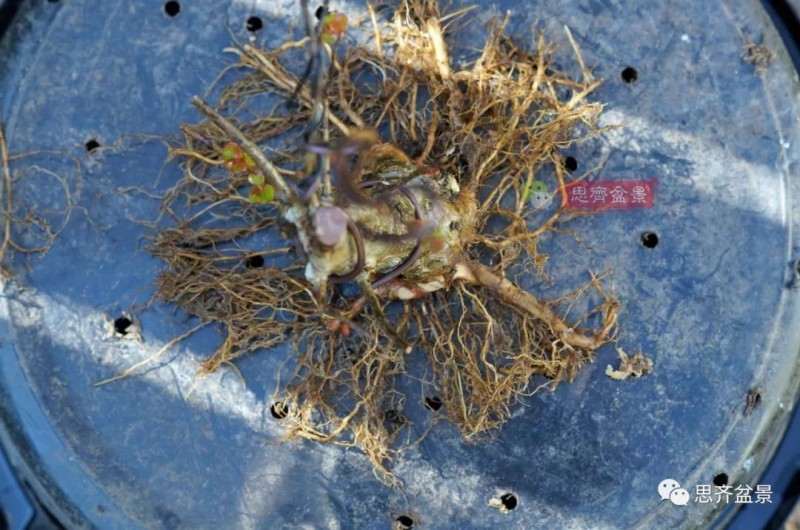 紫薇下山桩怎么根盘培养的方法