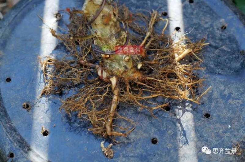 紫薇下山桩怎么根盘培养的方法