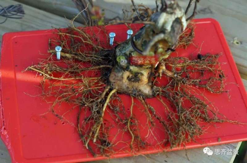 紫薇下山桩怎么根盘培养的方法