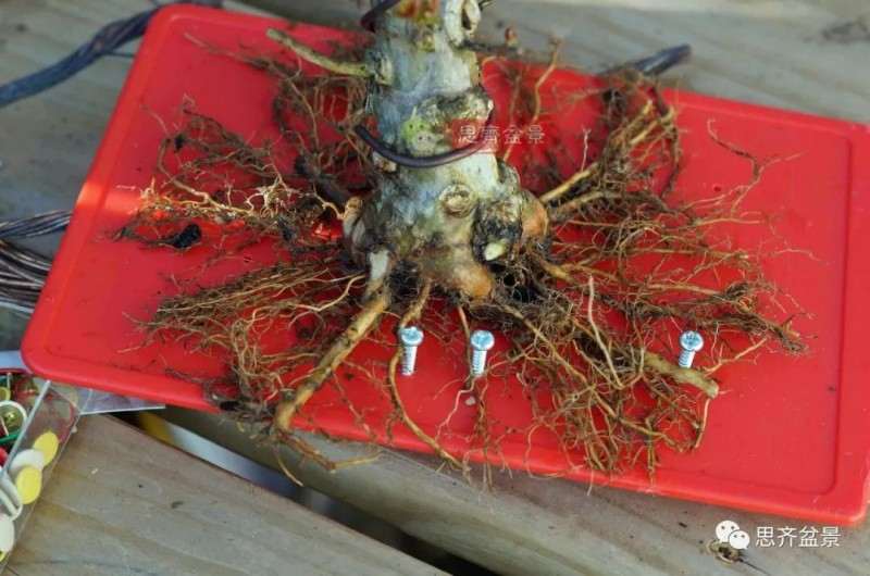 紫薇下山桩怎么根盘培养的方法