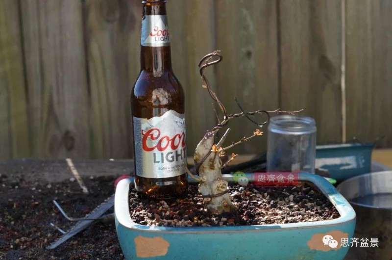 紫薇下山桩怎么根盘培养的方法