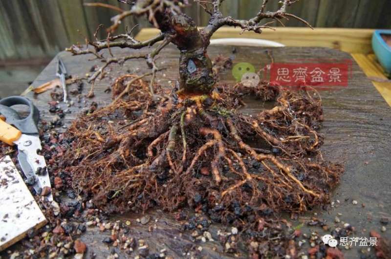 紫薇下山桩怎么根盘培养的方法