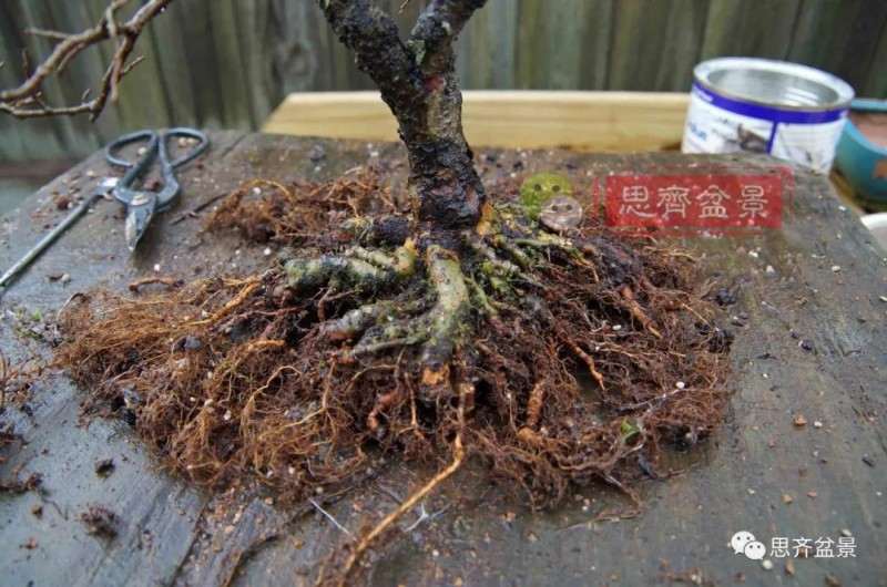 紫薇下山桩怎么根盘培养的方法