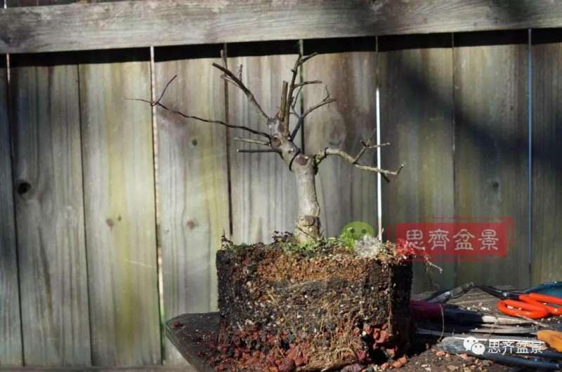 紫薇下山桩怎么培养根盘的方法