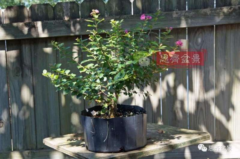 紫薇下山桩怎么培养根盘的方法