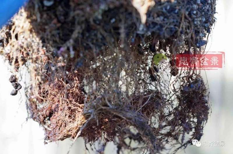 紫薇下山桩怎么培养根盘的方法