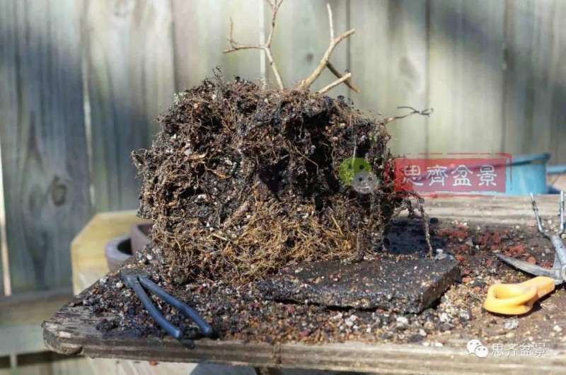 紫薇下山桩怎么培养根盘的方法