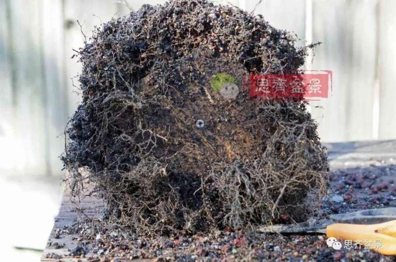 紫薇下山桩怎么培养根盘的方法