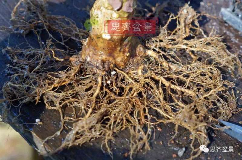 紫薇下山桩怎么培养根盘的方法