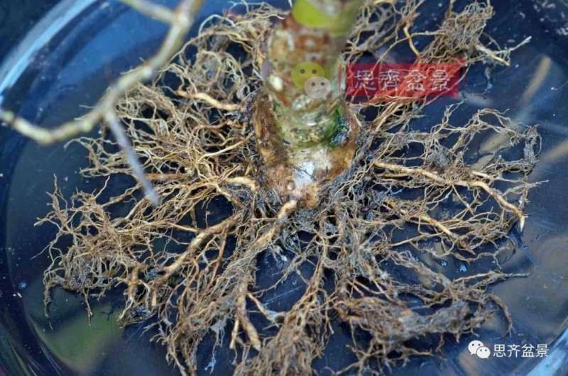 紫薇下山桩怎么培养根盘的方法