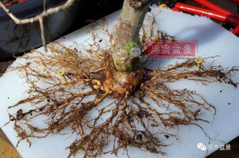 紫薇下山桩怎么培养根盘的方法