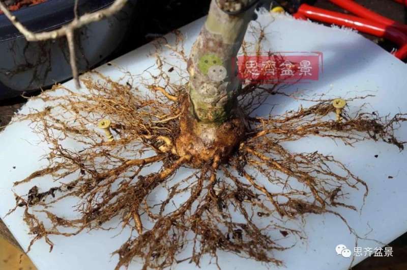 紫薇下山桩怎么培养根盘的方法