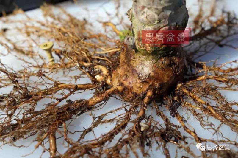 紫薇下山桩怎么培养根盘的方法