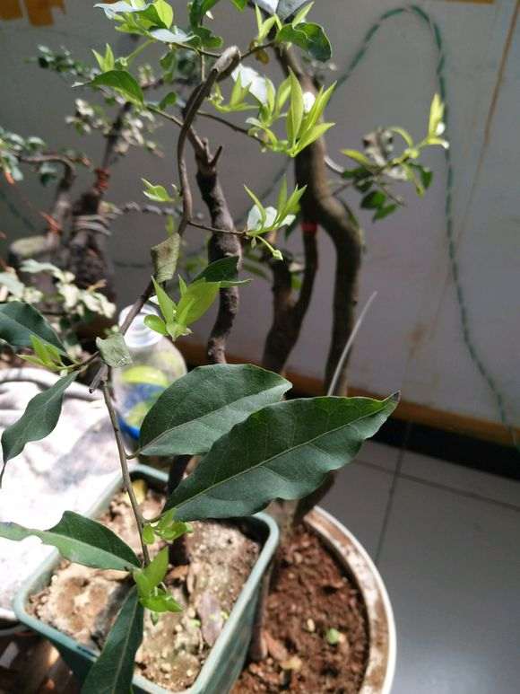 骗子是怎么卖金蛋子下山桩 图片