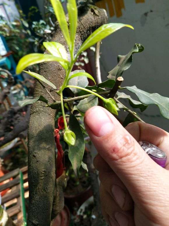 骗子是怎么卖金蛋子下山桩 图片