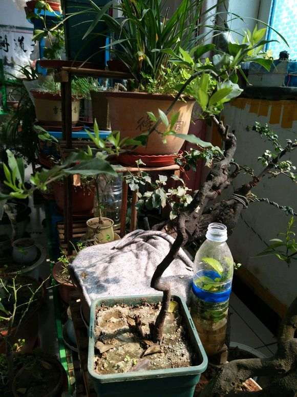 骗子是怎么卖金蛋子下山桩 图片