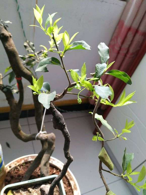 骗子是怎么卖金蛋子下山桩 图片