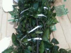 金蛋子下山桩怎么扦插的实验中 图片