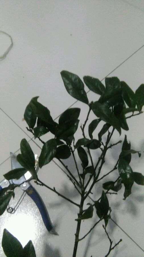 金蛋子下山桩会不会挖绝种了 图片