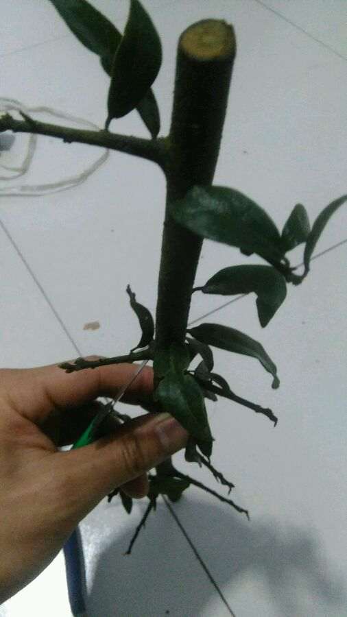 金蛋子下山桩会不会挖绝种了 图片