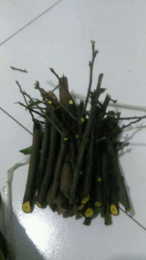 金蛋子下山桩会不会挖绝种了 图片