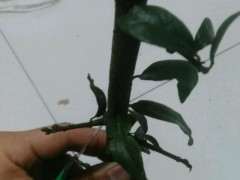 金蛋子下山桩会不会挖绝种了 图片